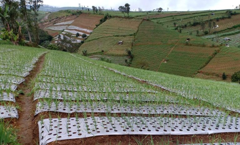 Temanggung Siap Gelontor 9000 Ton Benih Bawang Putih