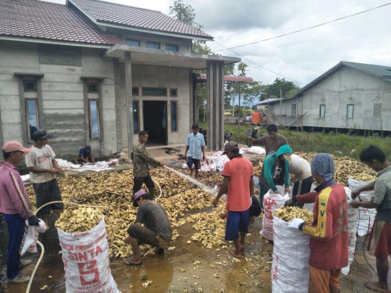 Kubu Raya Siap jadi Lumbung Jahe Kalimantan
