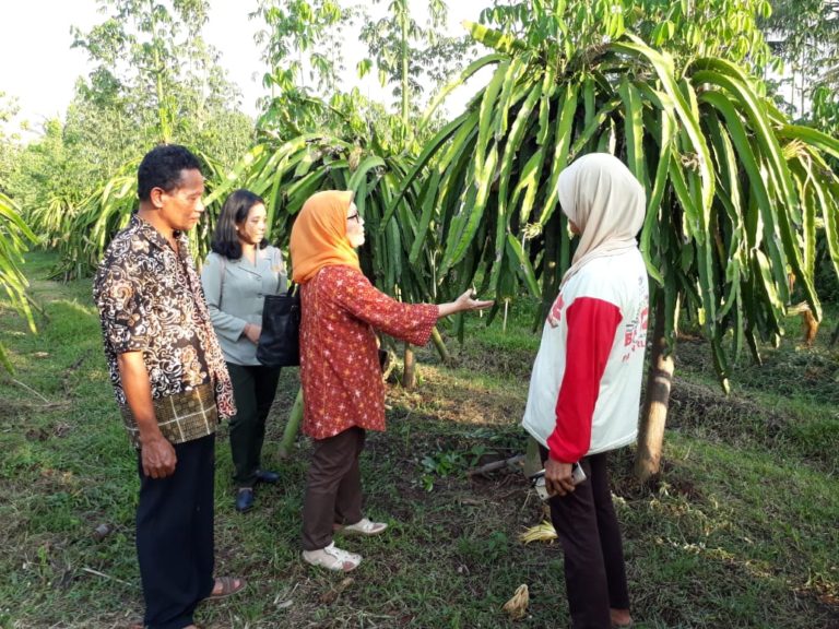Kualitas Buah Naga Organik Banyuwangi