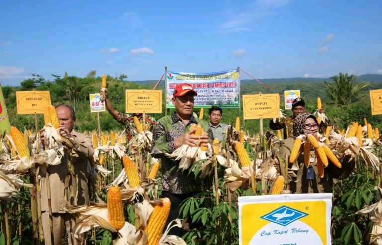 Jelang Panen, Dirjen Tanaman Pangan Cegah Anjloknya Harga Jagung