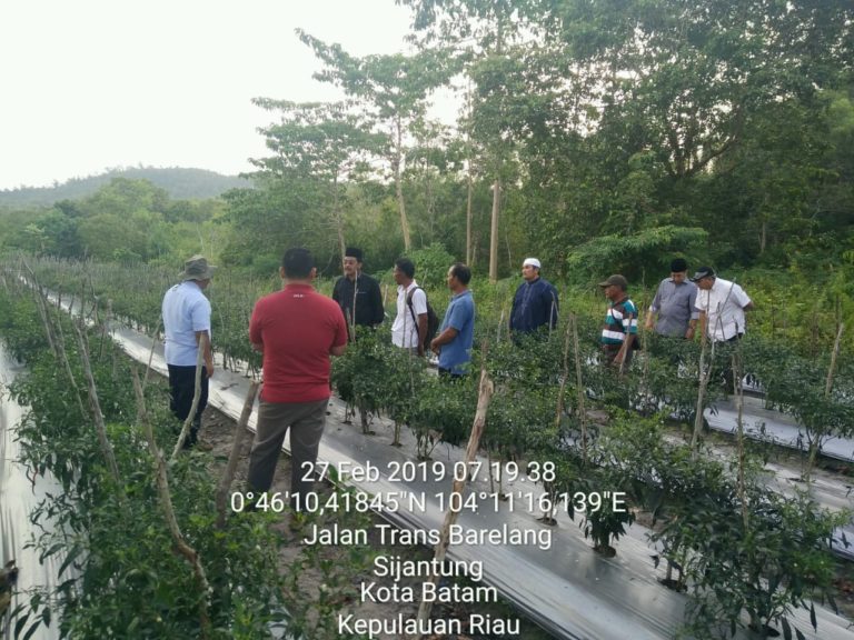 Babat Tanaman Sayuran, Petani: Bukan Harga Murah, Tapi Terlewat Umur Panen