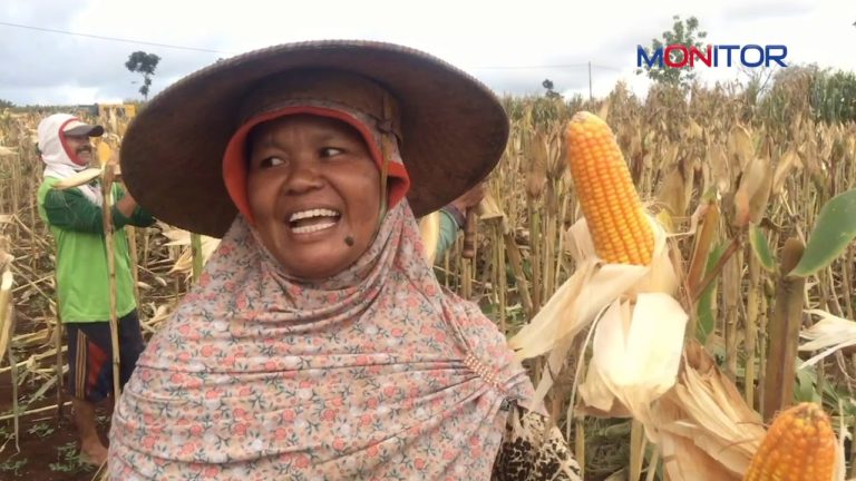 Sumringahnya Petani Tuban, Jelang Panen Raya Jagung