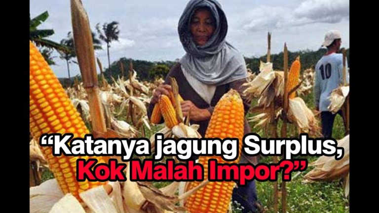 Tolak Impor Jagung, Petani di Sumut Minta Menko Perekonomian Pulang Kampung