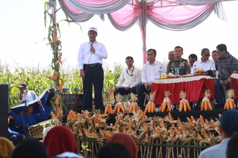 Kementan Siapkan Solusi Permanen bagi Petani Jagung dan Peternak Unggas