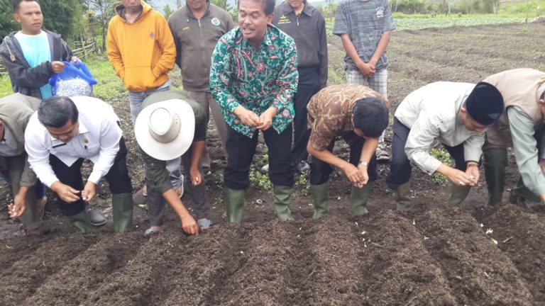 Kementan Tanam 575 Hektar Bawang Putih di Solok