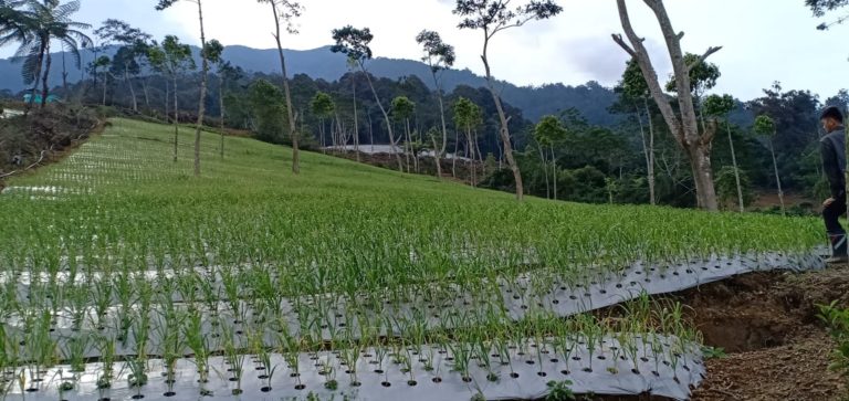 Hamparan Bawang Putih di Lereng Gunung Gede Cianjur