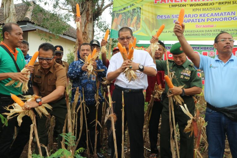 Masuk Panen Raya, Bupati Pacitan Minta Harga Jagung Stabil