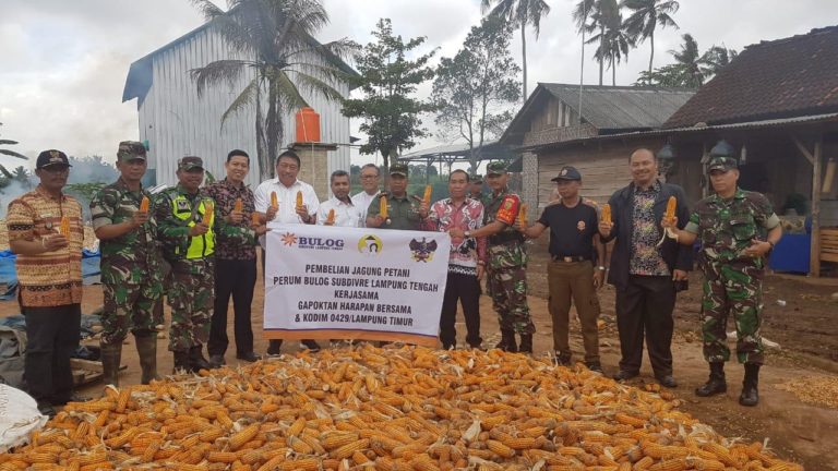 BULOG Lakukan Penyerapan Jagung Lokal