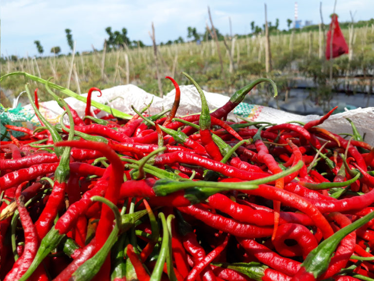 Stabilkan Harga, Kementan Upayakan Tekan Ongkos Kargo dan Efisienkan Biaya Produksi