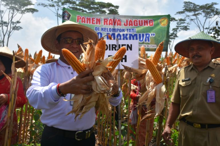 Jagung di Blitar Melimpah, Kementan Gandeng Peternak Serap Jagung Petani