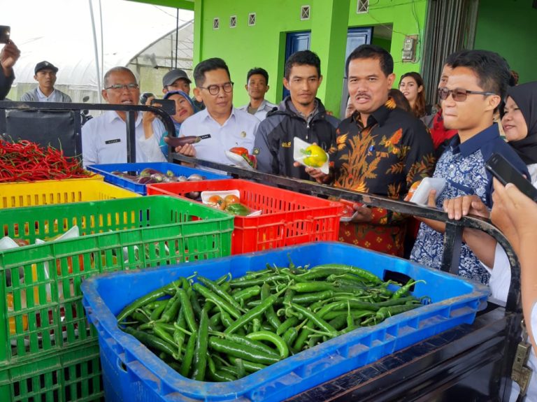 Gandeng Petani Milenial, Kementan Fokus Bikin Petani Sayuran Cianjur Maju
