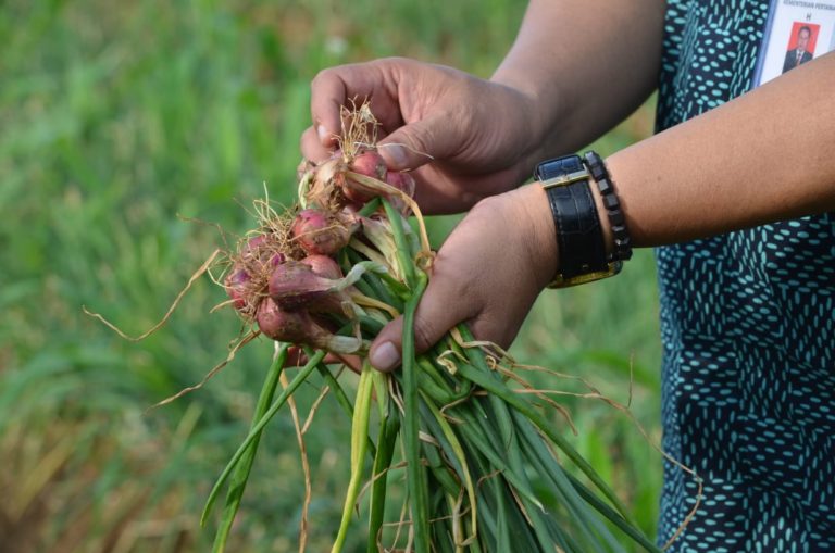 Bawang Merah Off Season Pamekasan; Solusi Ketersediaan Bawang Nasional