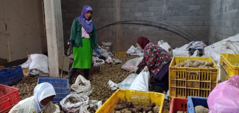 Petani Dieng Sambut Positif Tawaran Rotasi Tanam Kentang