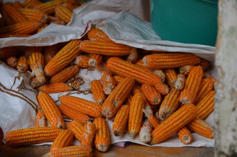 Tanam Jagung Hibrida, Pendapatan Petani Madura Meningkat