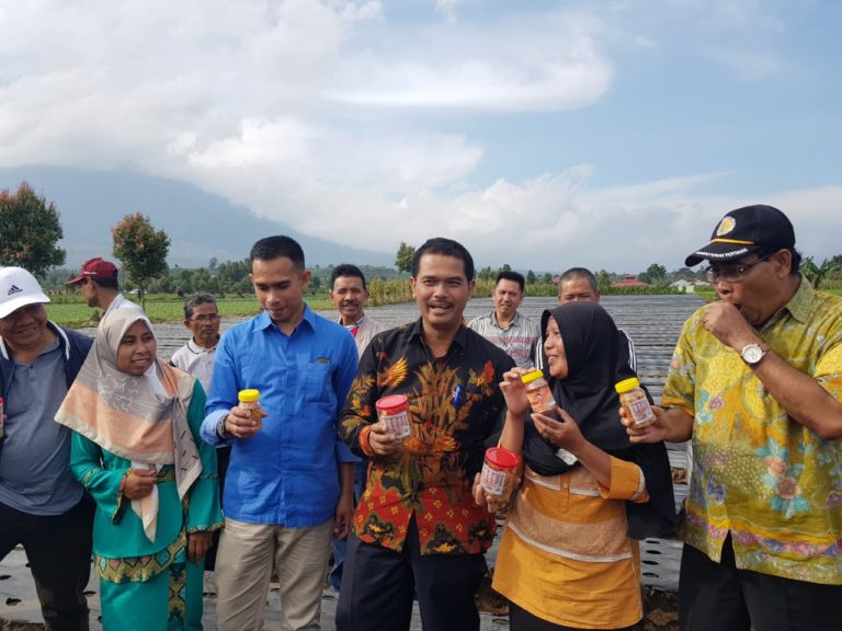 Program Kementan, Petani Raup Rejeki dari Bawang Merah, Cabai, Kentang dan Sayuran