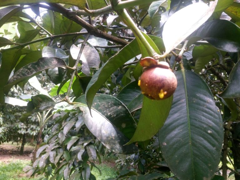 Manggis Lebak terus perbaiki Kualitas