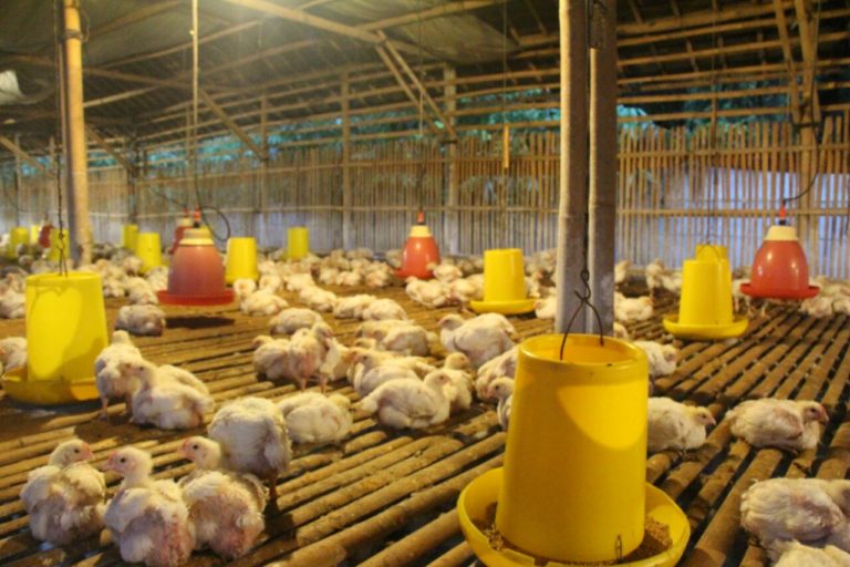 Musim Politik, Jangan Main Klaim Atas Nama Petani-Peternak