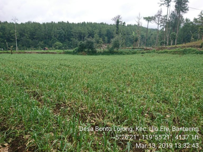 Efisiensi Biaya Produksi, Bantaeng Siap Bentengi Bawang Putih Nasional