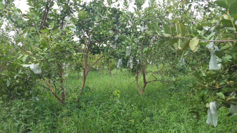 Jambu Kristal Hasil Produksi Petani Milenial Majalengka Siap Dukung Ekspor