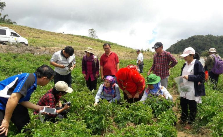 Kementan: Pengendalian OPT Mengantar Sukses Swasembada Kentang Sayur 2018