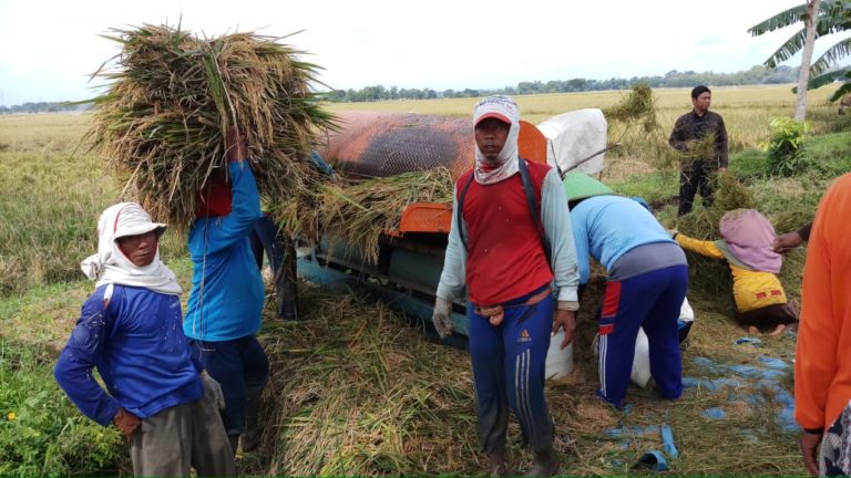 Khawatir Harga Gabah Anjlok, Bulog Diminta Lakukan Pembelian Sekarang