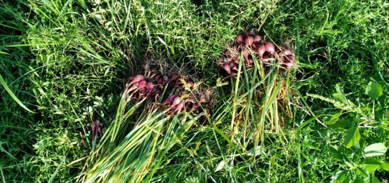 Kementan dorong Kalimantan Barat jadi Penyangga Bawang Merah Wilayah Kalimantan
