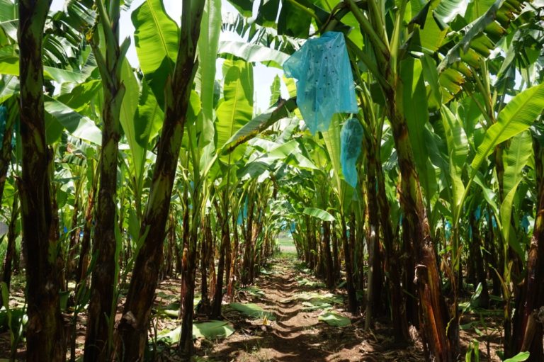 Kemitraan dengan Swasta dongkrak Keuntungan Petani Pisang di Lampung