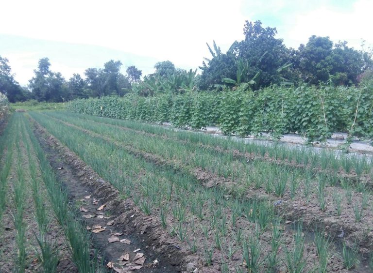 Gairah Perkembangan Sayuran Organik di Batola Kalimantan Selatan