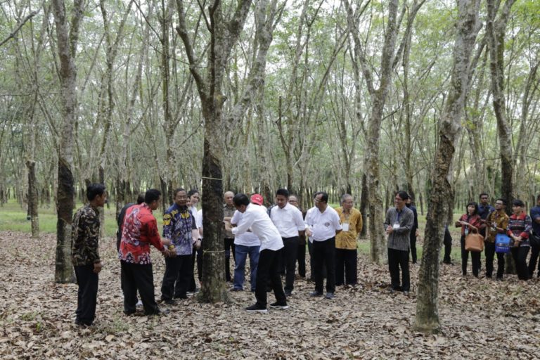 Strategi Kementan Genjot Harga Karet