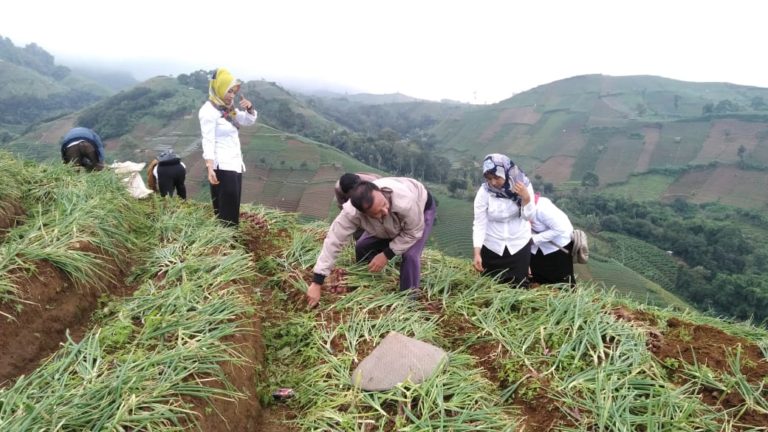 Wanti-Wanti Spekulan, Kementan Optimis Harga Bawang Merah Lekas Normal Lagi
