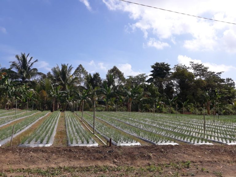 Batam Siap Mandiri Cabai dan Bawang Merah