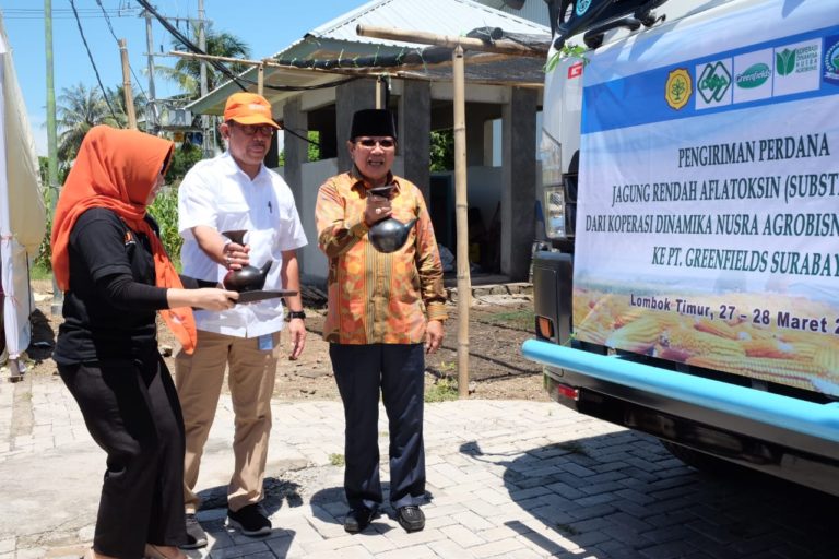 Koperasi DNA Didorong Tingkatkan Produksi Jagung Rendah Aflatoksin dan Janggel Jagung