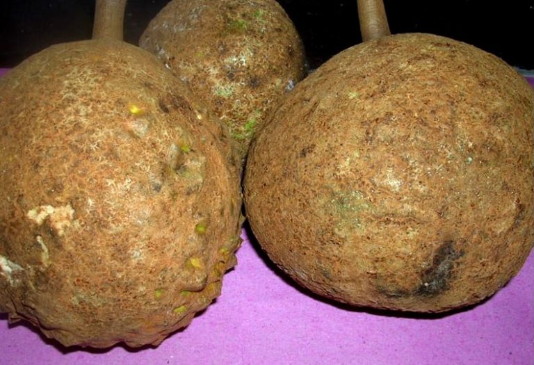 Langka, Buah Durian Lereng Rinjani Ini Tanpa Duri