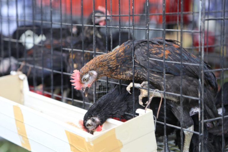 1,4 Juta Ekor Ayam Bantuan Kementan di Brebes Sudah Bertelur