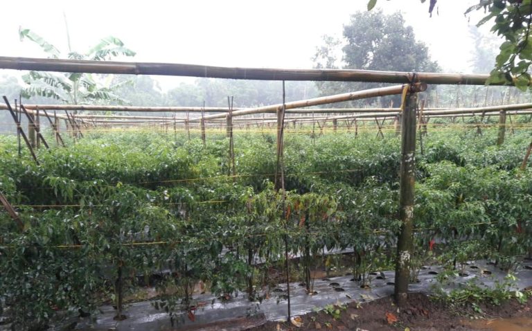 Petani Garut Nikmati Beragam Keuntungan dengan Budidaya Ramah Lingkungan