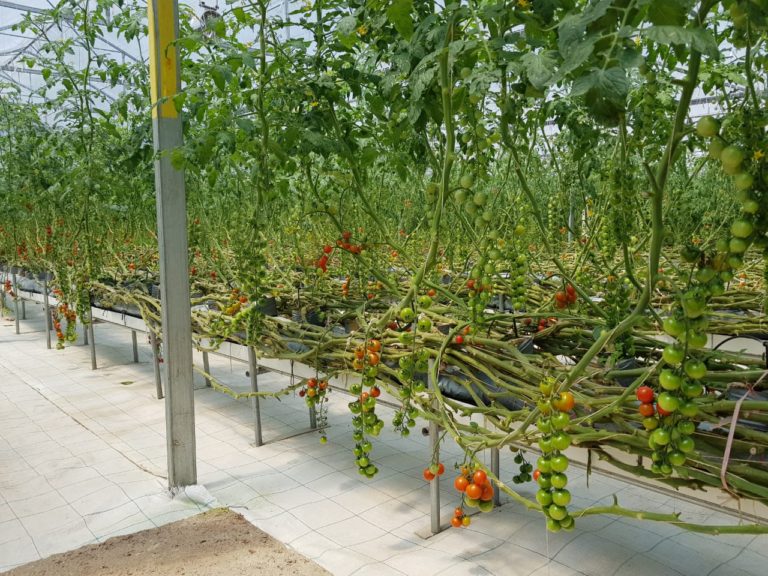 Hebat, Petani Tomat Milenial di Pangalengan Gunakan Teknologi Komputerisasi
