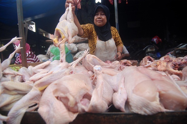Kementan Apresiasi Penyerapan Ayam Potong oleh Perusahaan Pembibit