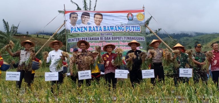 Panen Raya Bawang Putih 3.300 Hektar, Kementan Kokohkan Temanggung Sebagai Pusat Benih Bawang Putih Nasional
