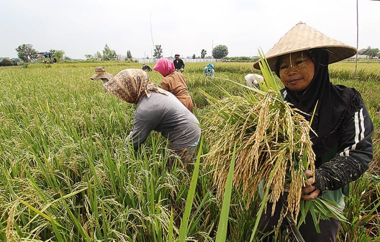 Bupati Indramayu Keluhkan Murahnya Harga Gabah Kering Petani