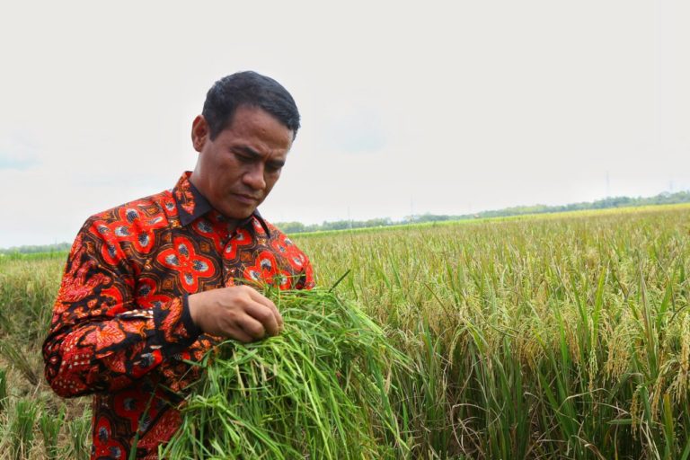Di Indramayu, Mentan Amran Minta Bulog Serap Gabah Secara Cepat