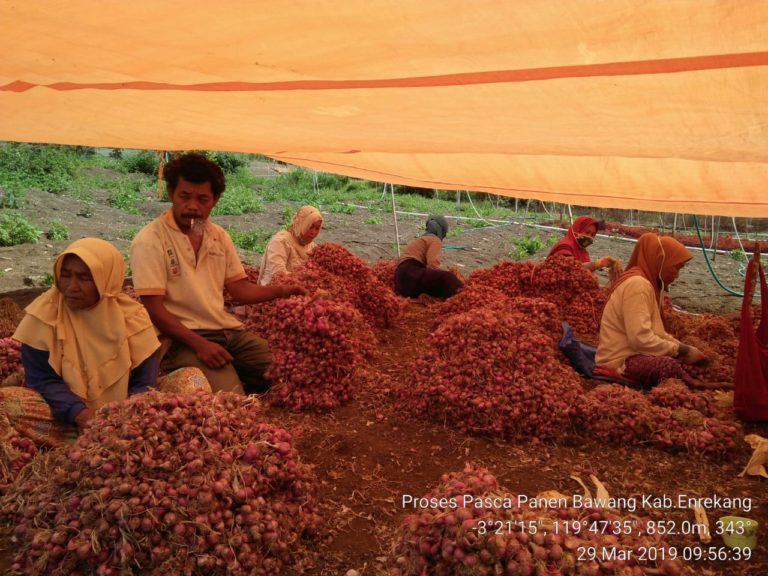 Pasokan Bawang Merah Berangsur Normal, Pedagang Diingatkan Tidak Berspekulasi