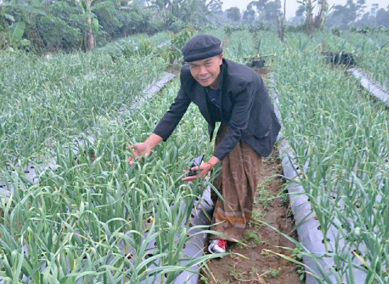Budidaya Ramah Lingkungan, Cara Petani Cianjur Dukung Swasembada Bawang Putih