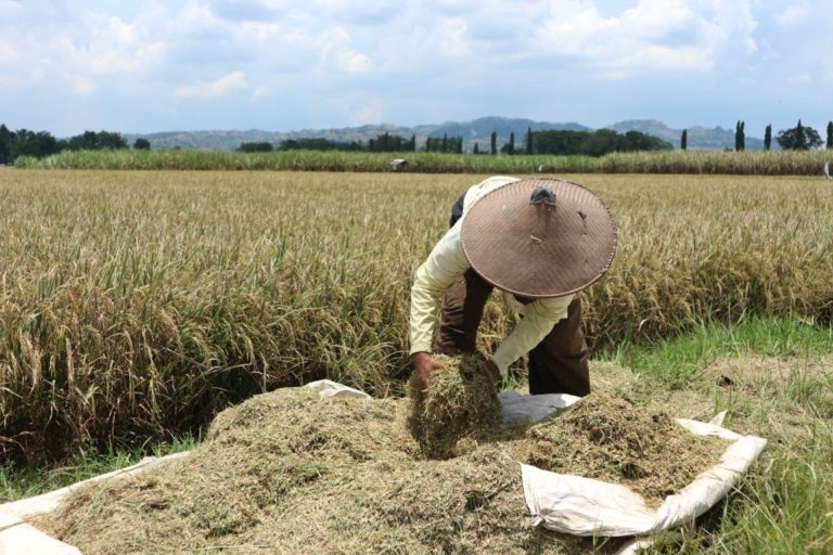 BKP Kementan Genjot Serapan Gabah Petani Wilayah Jawa Timur