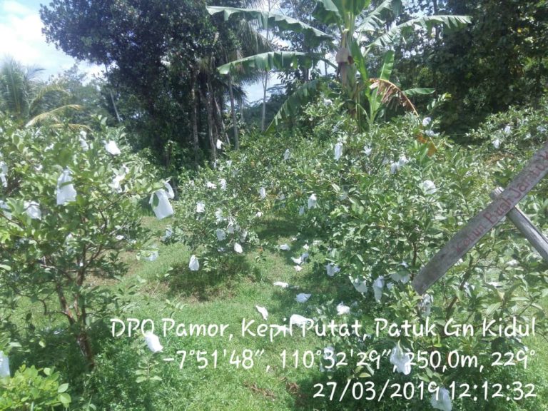Jambu Kristal Organik Gunung Kidul
