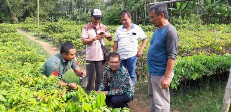 Kementan Dorong Magelang Sentra Pembibitan Sawo Raksasa, Alpukat Kendil dan Klengkeng Kateki