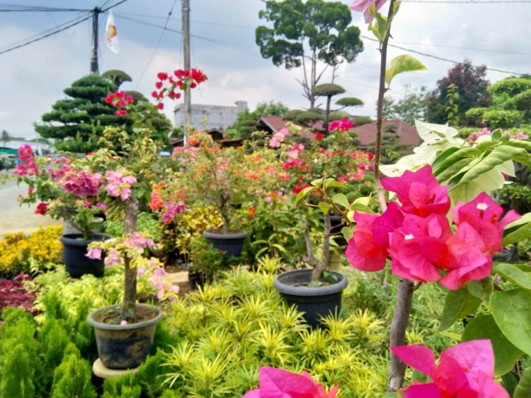 Mengintip Potensi Tanaman Hias Kampung Flori Deli Serdang