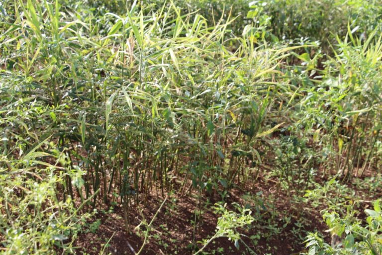 Tumpang Sari Jahe Tingkatkan Kesejahteraan Petani