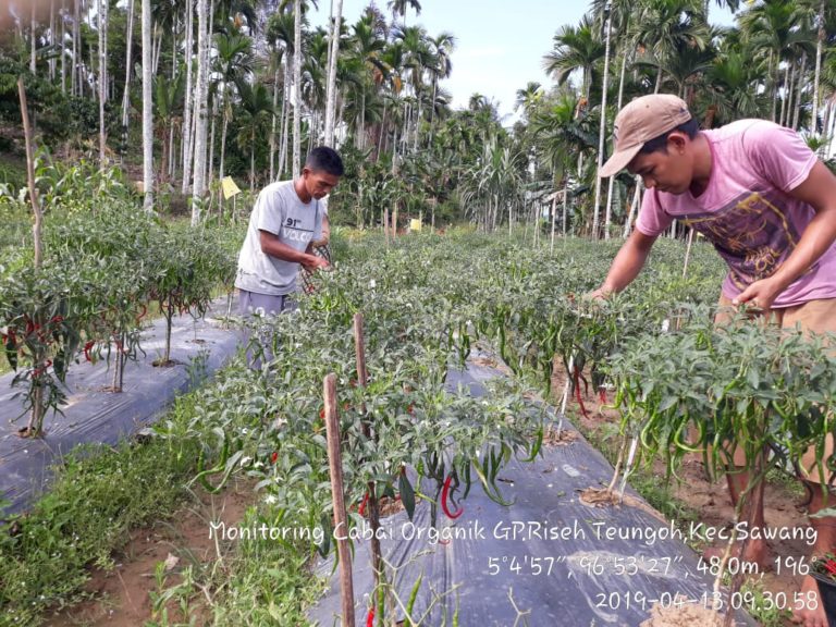 Kembangkan Desa Pertanian Organik, Petani Aceh : Kami Makin Bersemangat