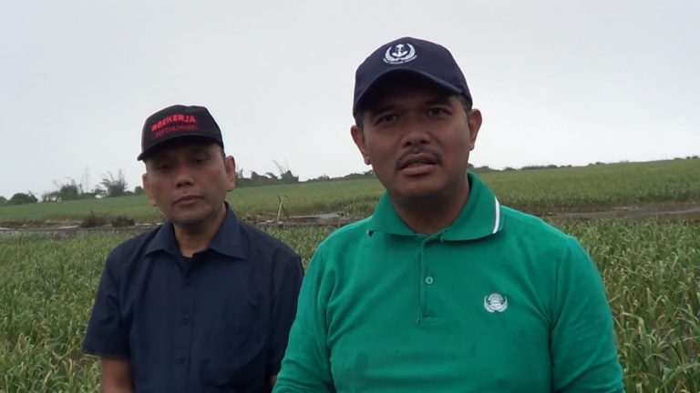 Perluas Sentra Produksi, Sukabumi Didorong Kembangkan Bawang Putih