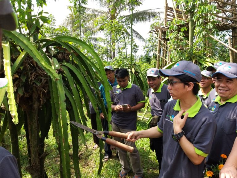 Indonesia Gandeng Taiwan Menuju Pertanian Buah Naga Organik